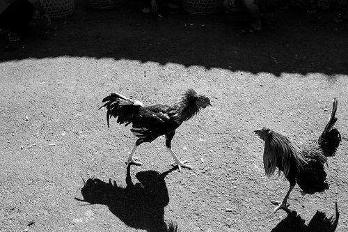 бойцовые петухи Бали