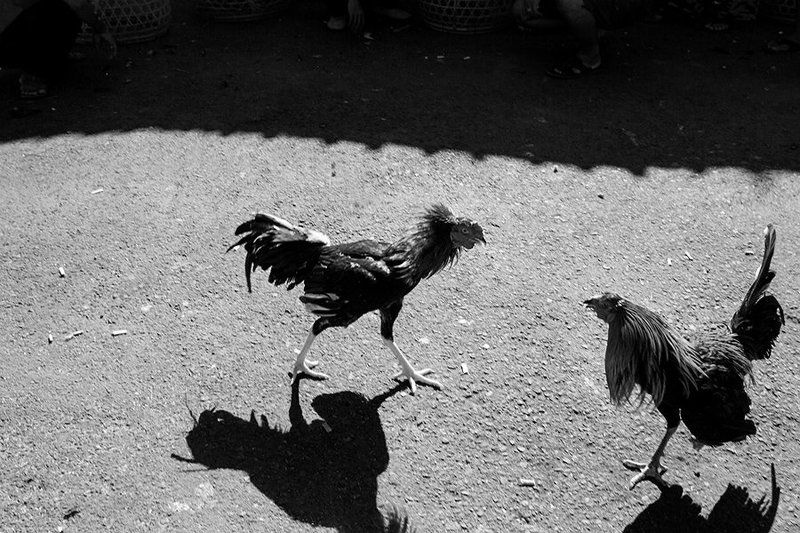 bali, cockfighting, estet mf, genre, life, saratov, traditional, бали, жанр, петушиные бои, саратов, стрит бойцовые петухи Бали фото превью