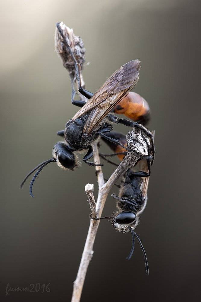 , Игорь ФУММ