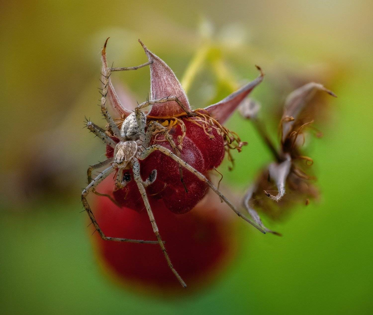 , Эльдар Гуртуев