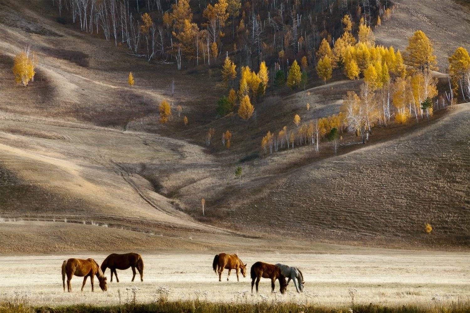 , Николай Морский