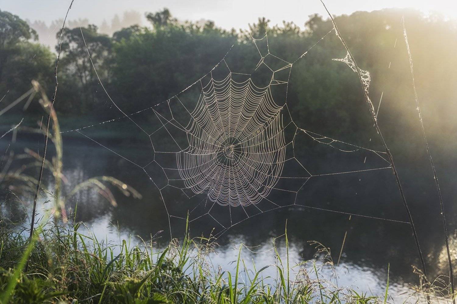 2016, Июнь, Паутина, Природа, Рассвет, Россия, Тульская область, Утро, Денис Щербак