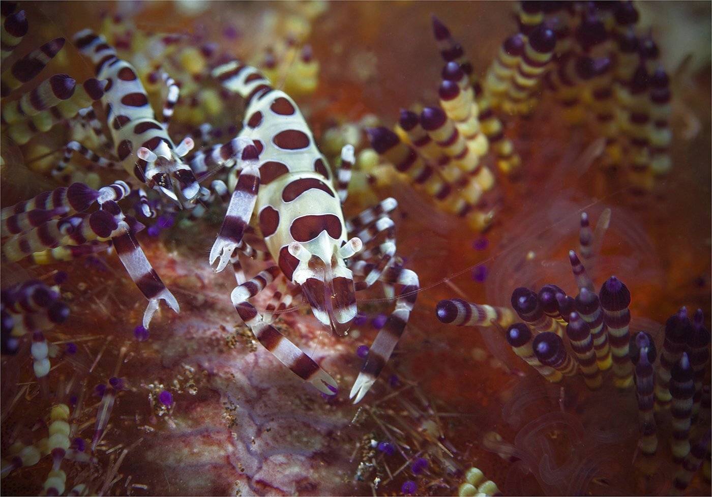 кревтеки, филиппины, макро, Сергей Гаспарян