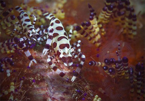 креветочный  гламур