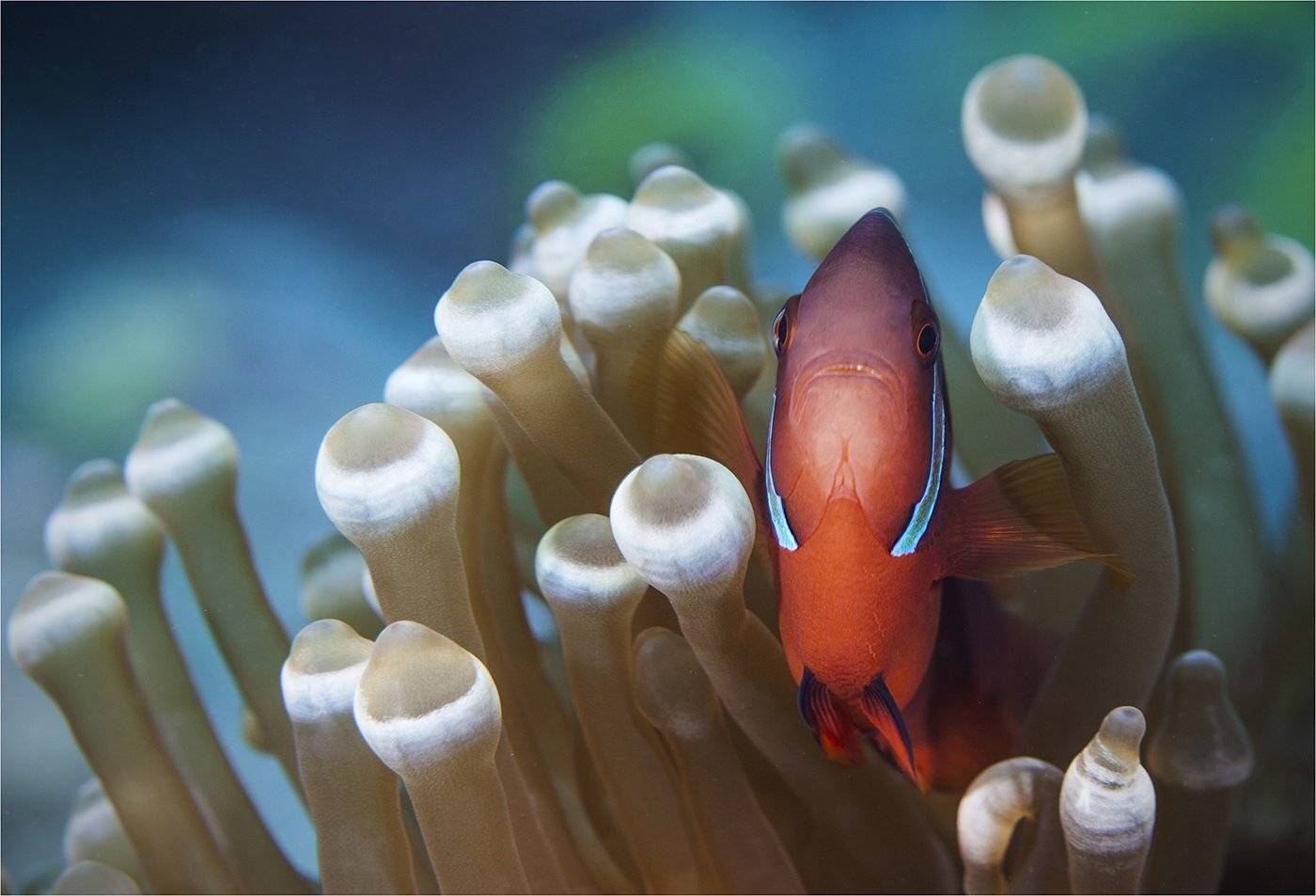 , Сергей Гаспарян