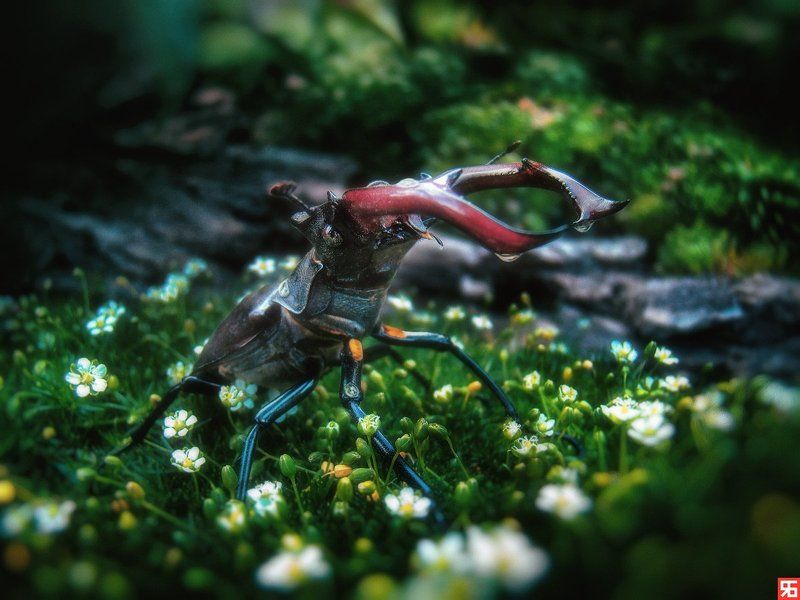 Жук олень, Макро, Роса, Утро Утоляя жажду... фото превью