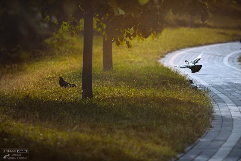 Голуби фото превью