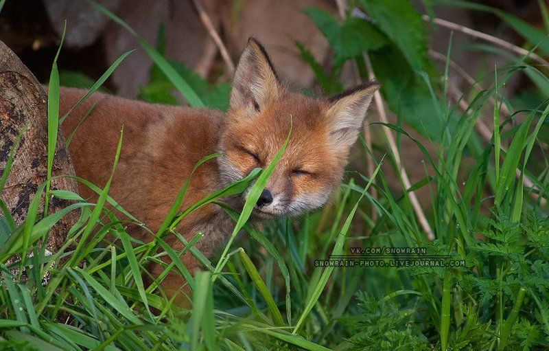 Animals, Fox, Nature, Wildlife, Wildlife photography, Анималистика, Дикая природа, Животные, Лиса, Лисята, Природа, Фотоохота Лисья милота фото превью