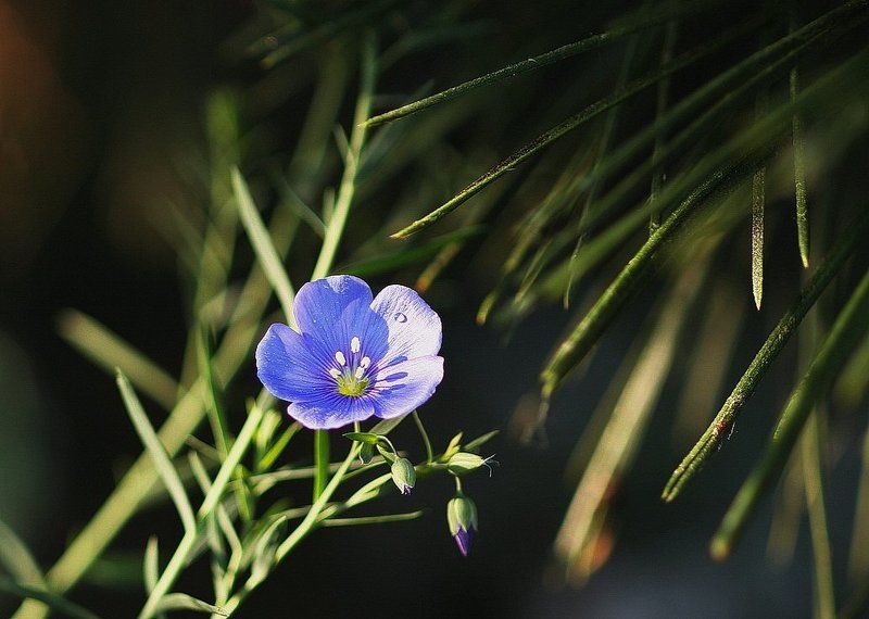 ... Тамиг ... фото превью