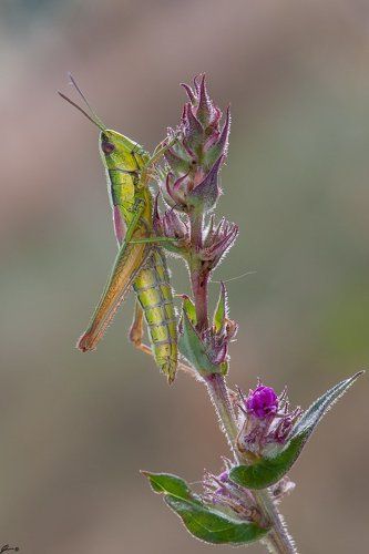 Euthystira brachyptera