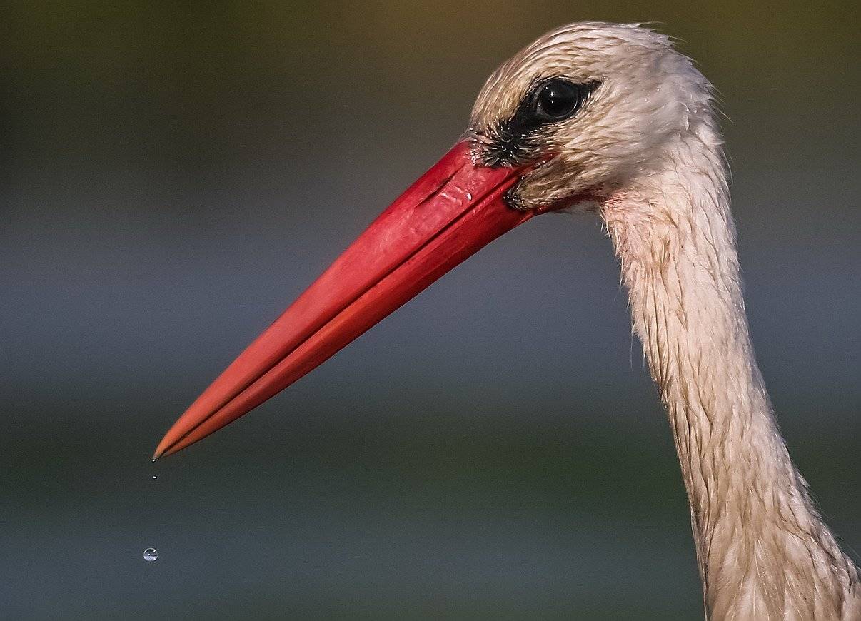 , Вячеслав Мищенко