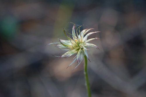 Сон-трава: превращения продолжаются…