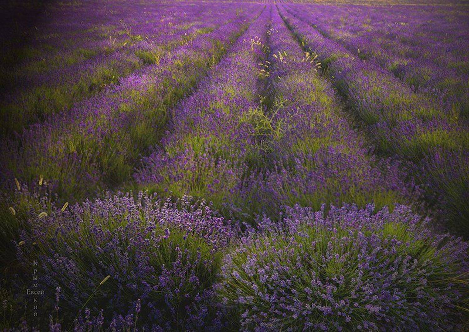 , Борис Костарев