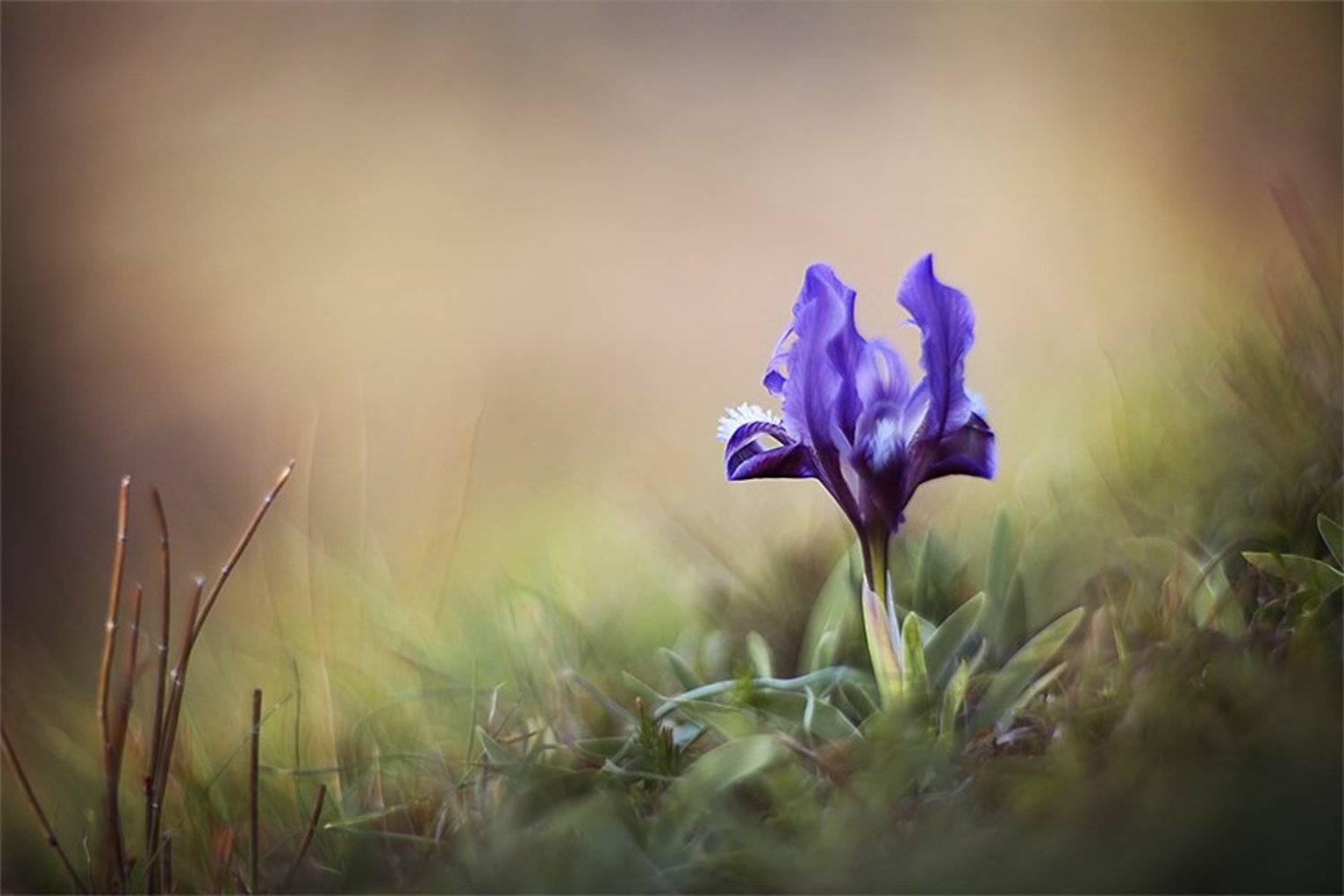 , Наталья Ова