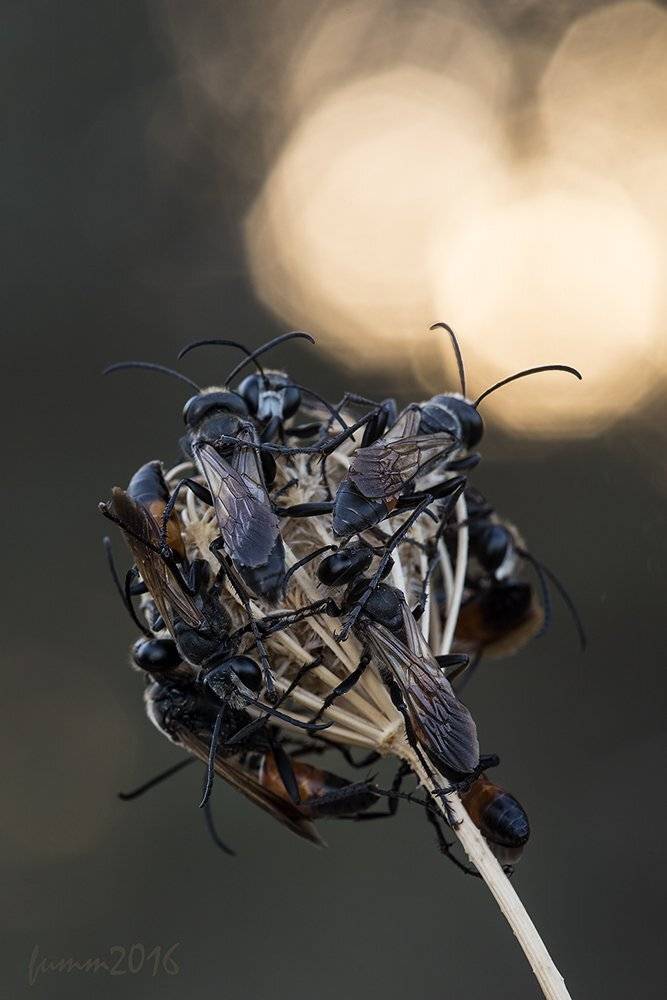 , Игорь ФУММ