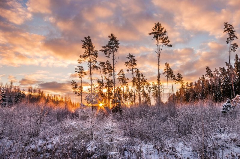 winter, snow, sunrise, forest, trees, clouds Adorned forest фото превью