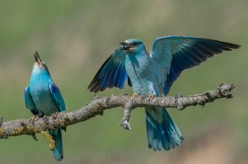 roller, european roller, kraska, coracias garrulus, aves, birds, ptaki, dominik chrzanowski fotografia przyrodnicza, dominik chrzanowski wildlife photography European Roller фото превью