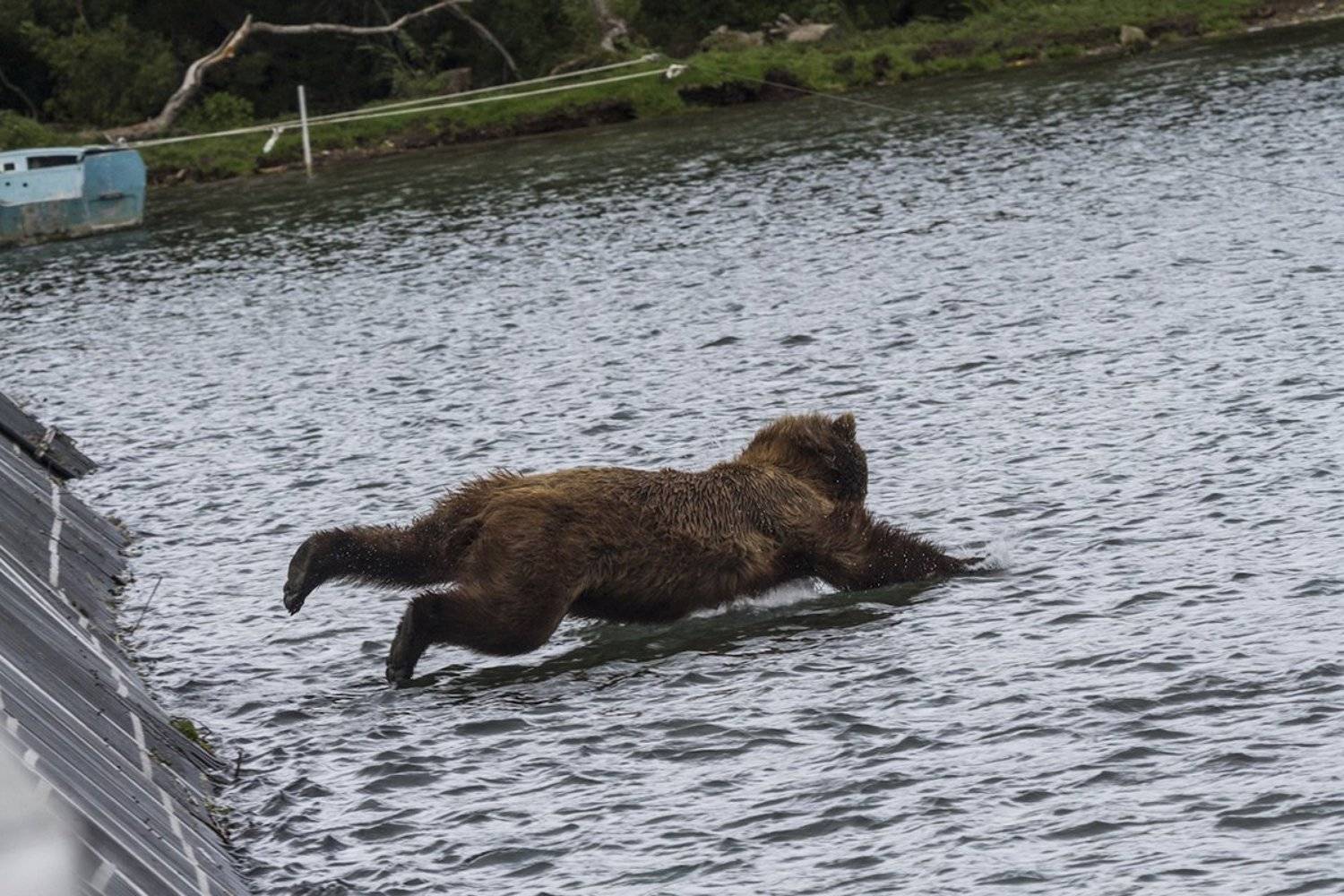 Медведи, Камчатка, Курильское Озеро, Река Озерная, Mike Korostelev