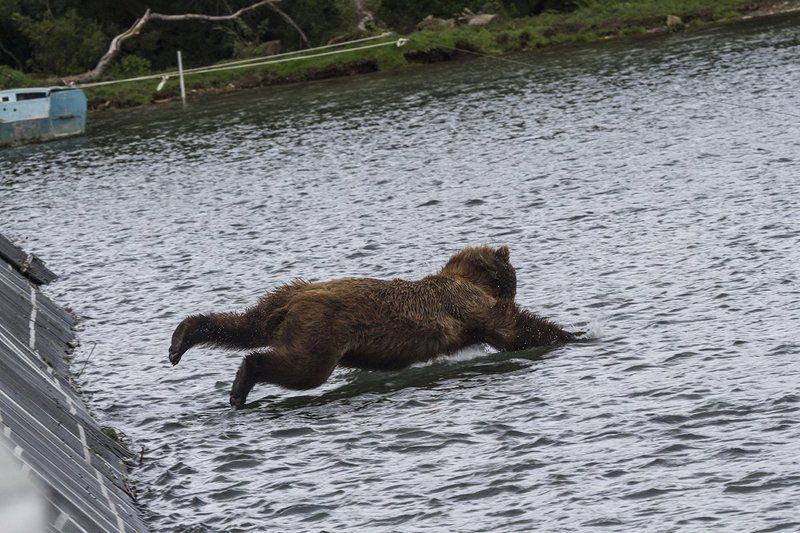 Медведи, Камчатка, Курильское Озеро, Река Озерная Рыбкалка фото превью