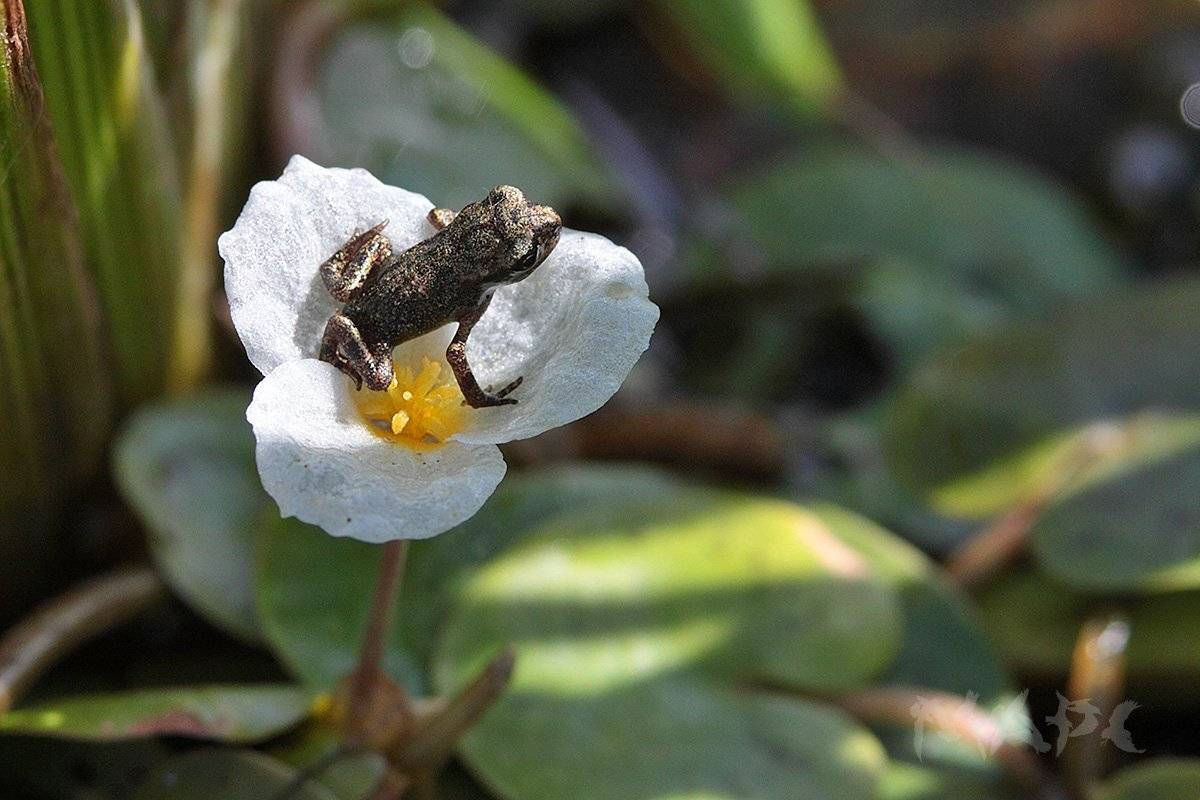 , Шангареев Марс