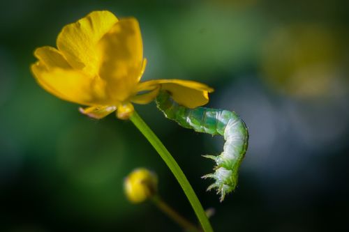 день гусеницы