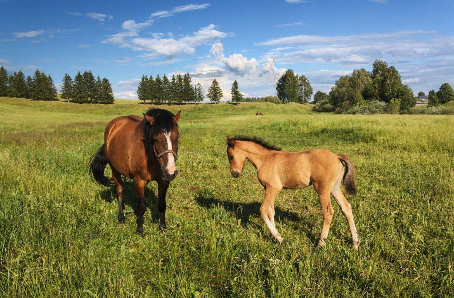 Поле трава лес лошади жеребенок облака лето, Георгий Машковцев