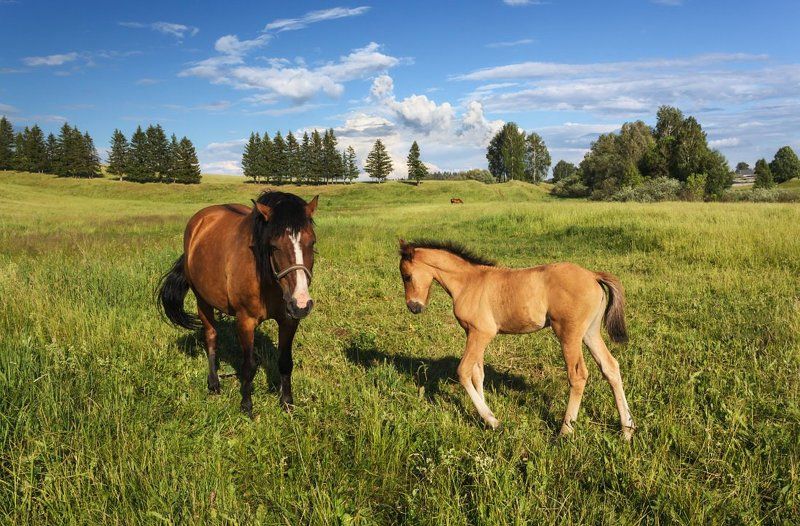 Поле трава лес лошади жеребенок облака лето С мамой фото превью
