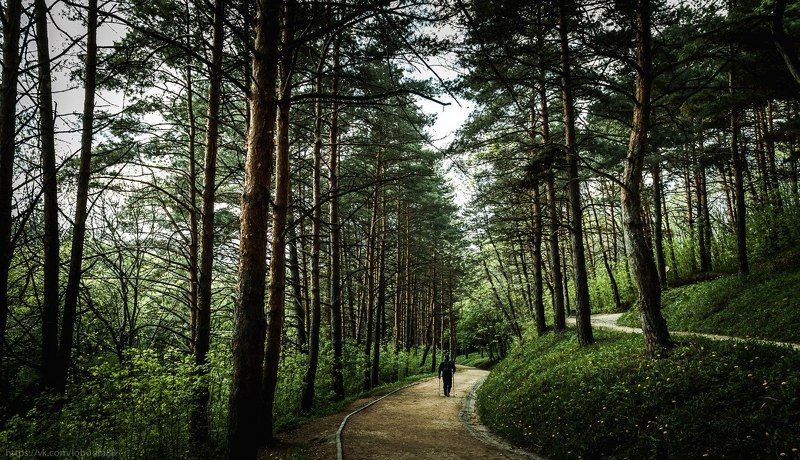 Color, Landscape, Life, Nature, People, Walking, Жизнь, Лес, Природа, Сосны, Цвет Пробежка фото превью