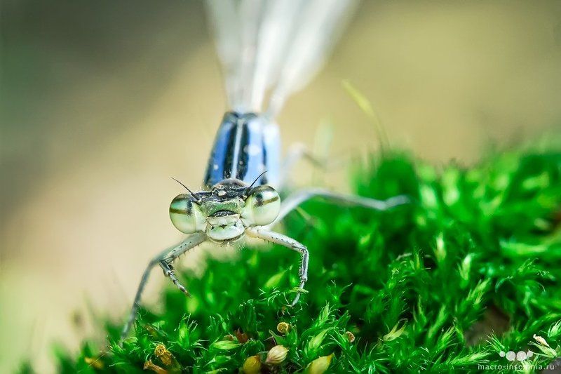 стрелка, макро, стрекоза, равнокрылая, спасенная, насекомые, кирилл кривошеев, macro insomnia Стрелка фото превью