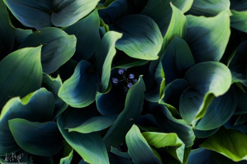 Дача, Лето, Цветы Летняя подборка цветов фото превью