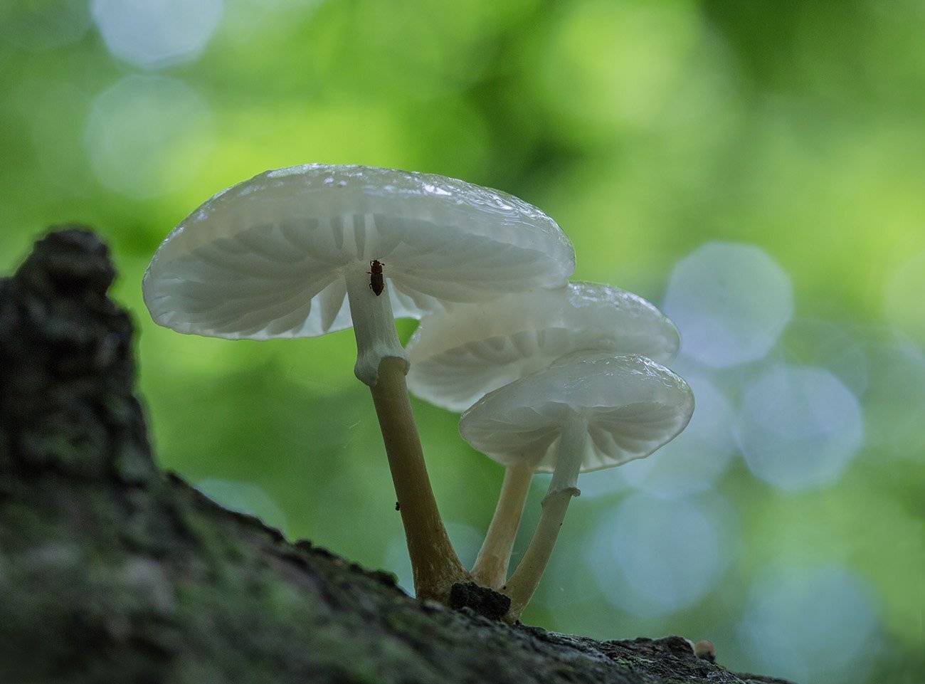, Евгений Слободской