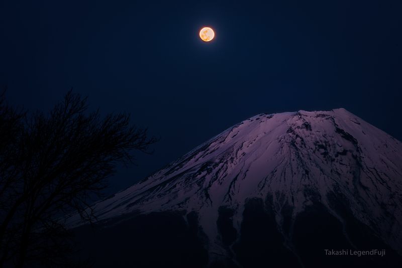 fuji,mountain,night,luna,moon,snow,purple,tree, Night view with moon фото превью