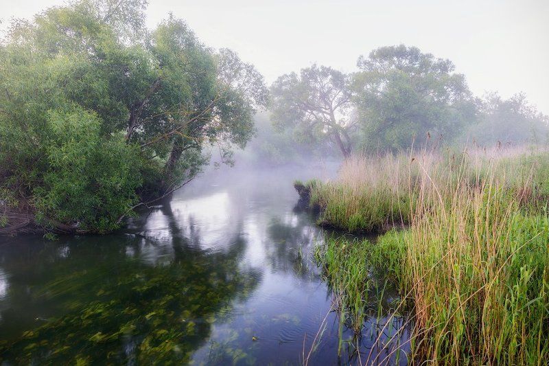 Река Вихра, Смоленская область, Туман, Утро Вихровское, утреннее. фото превью