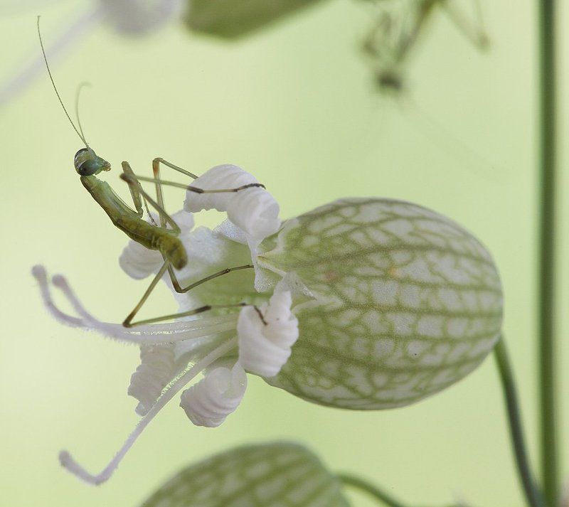 Богомольчик фото превью