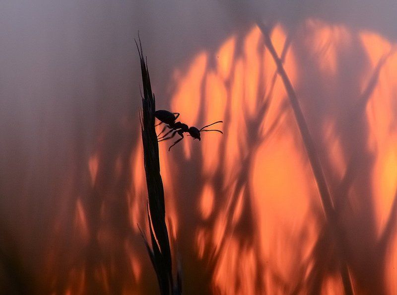 Мне домой, а у меня ноги.. фото превью