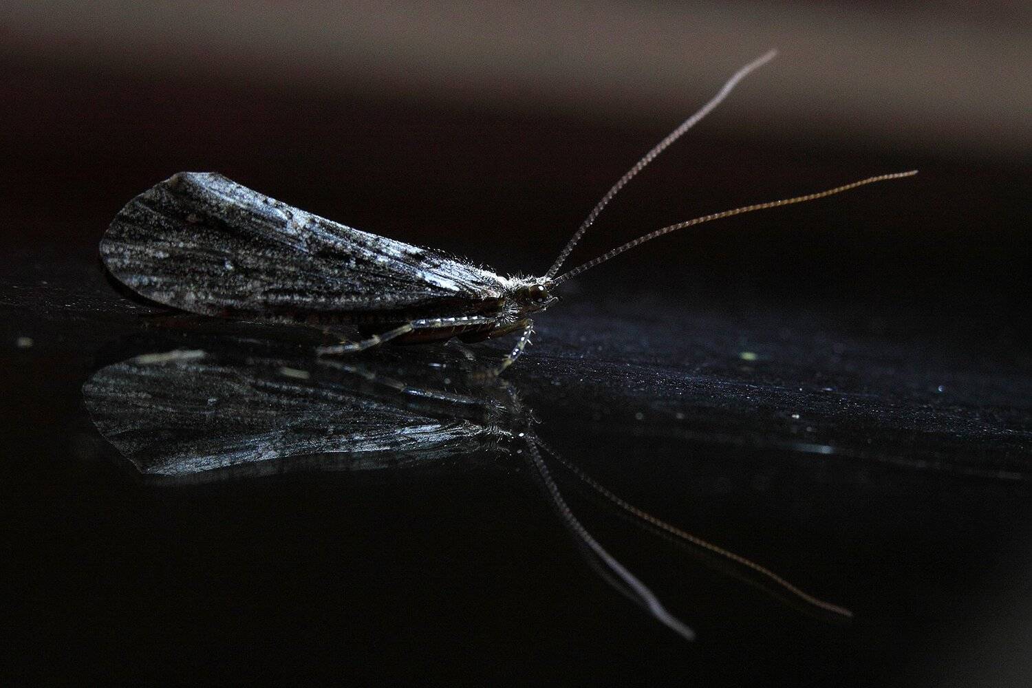 , Шангареев Марс