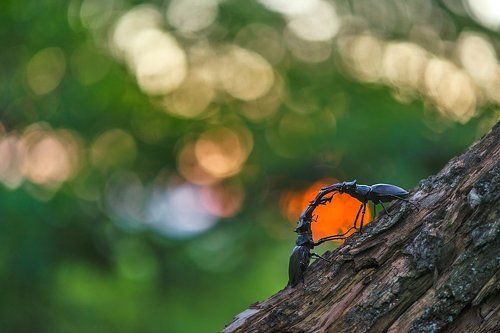 Поймали солнце