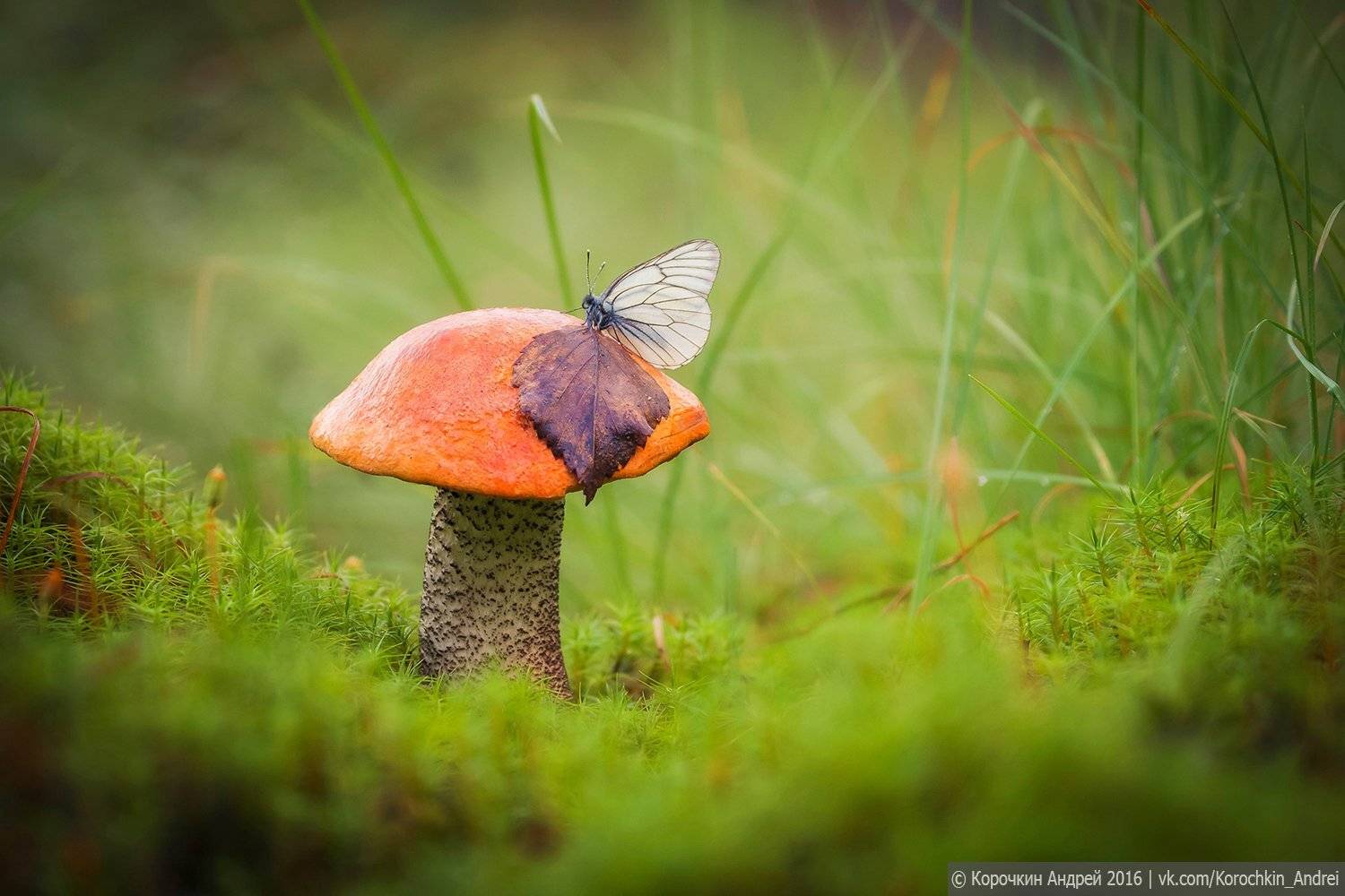 , Андрей Корочкин