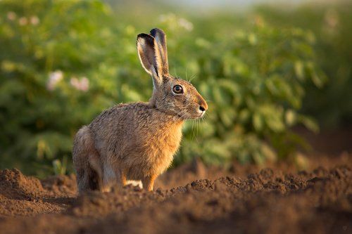 Long-eared