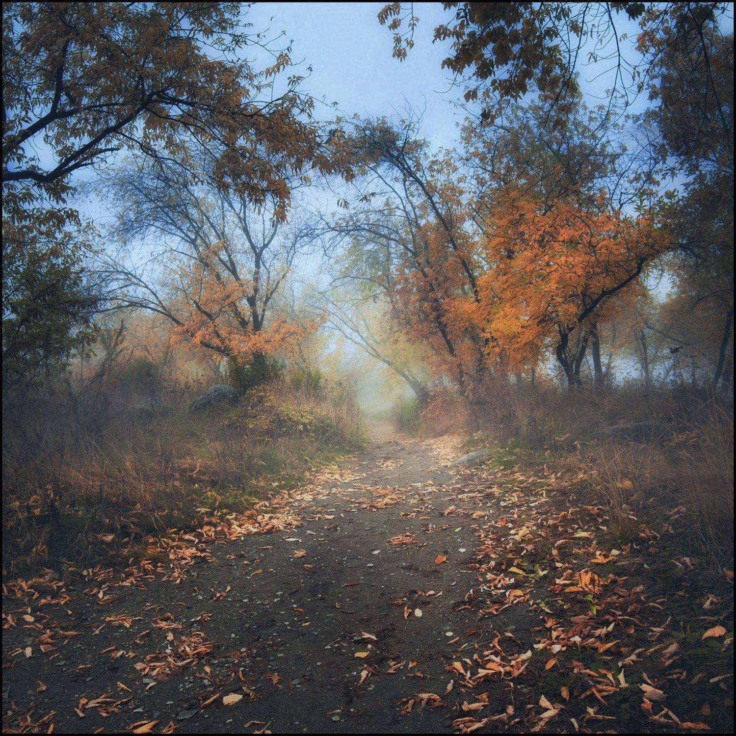 Осень, Туман, Илья Бисеров