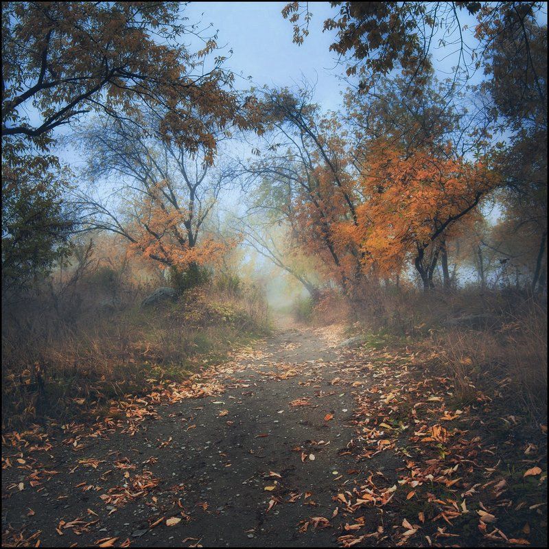 Осень, Туман *** фото превью