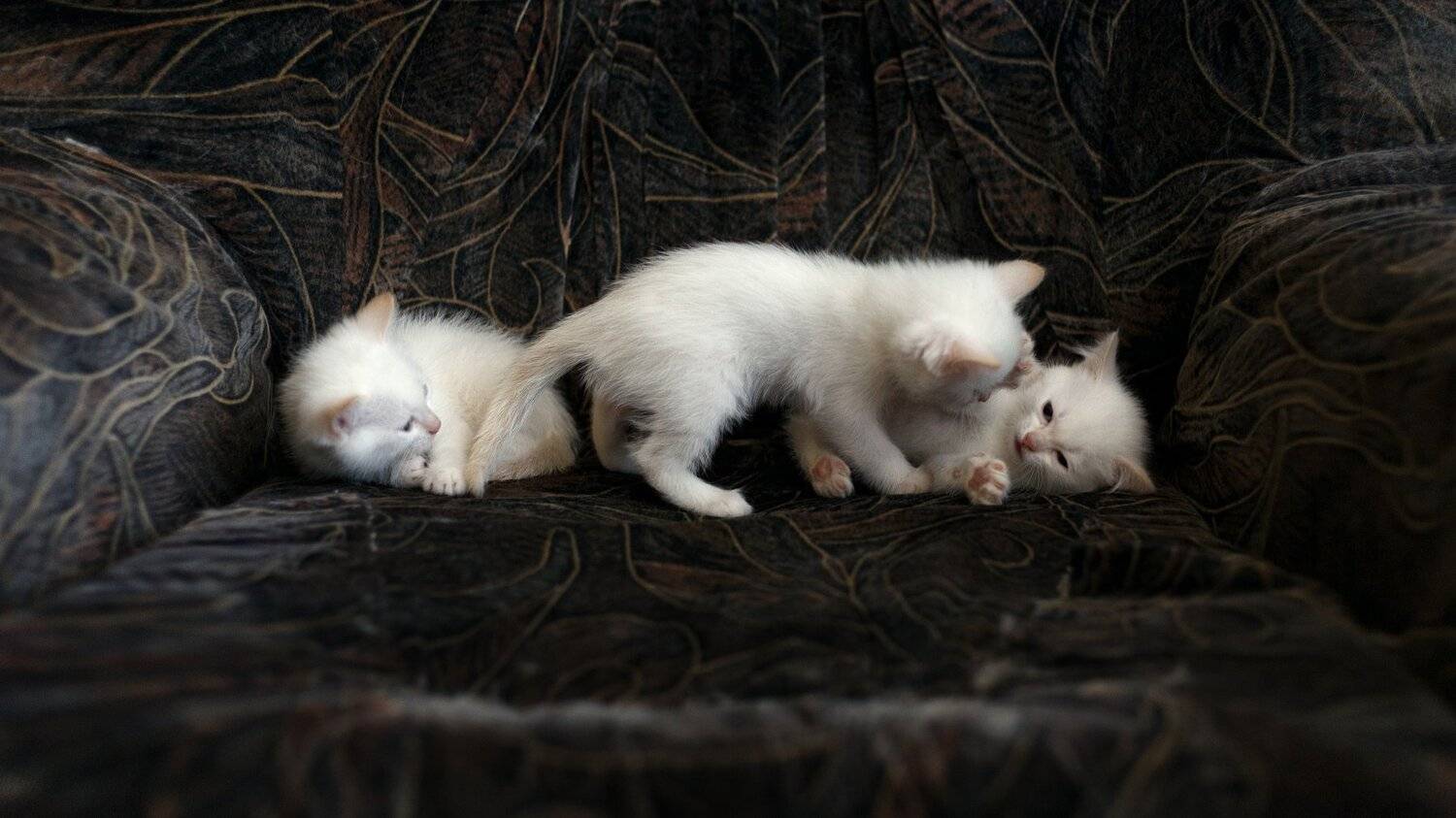 Животные, Кот, Трикота, Цвелёв Дмитрий