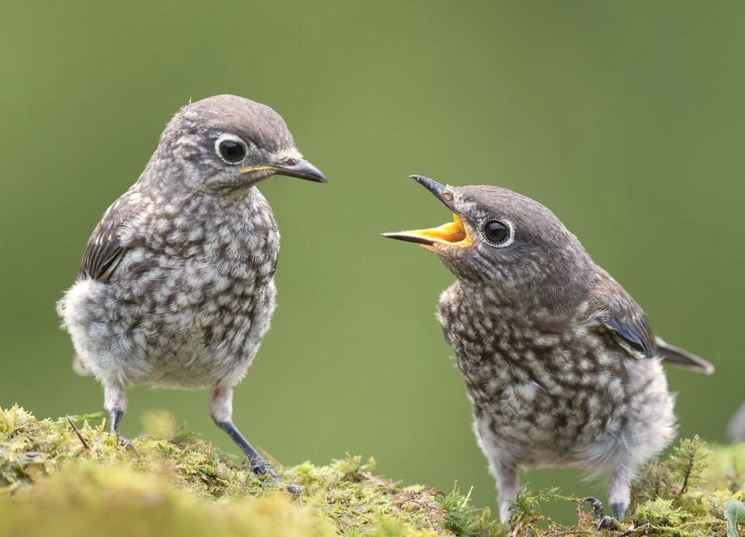 восточная сиалия, eastern bluebird, bluebird, Elizabeth Etkind