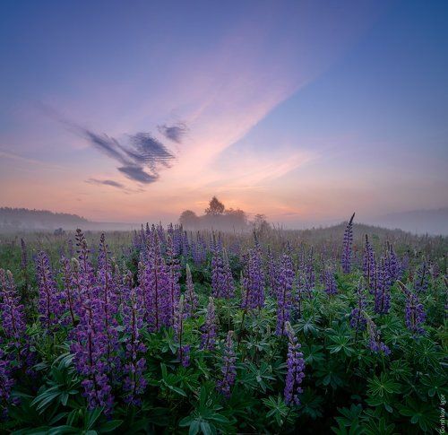 Утренний пейзаж в люпиновом поле