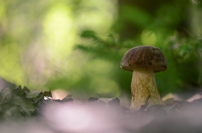 Боровички фото превью