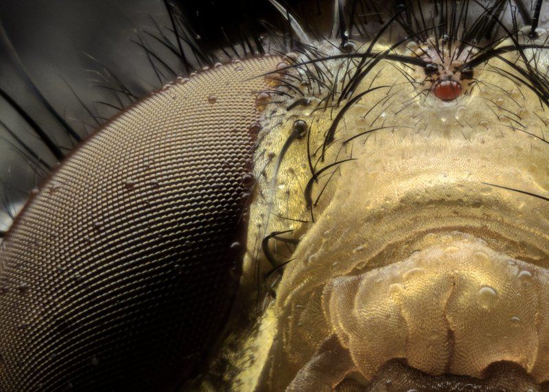 муха, макро, супер макро. Муха - её некоторые части фото превью