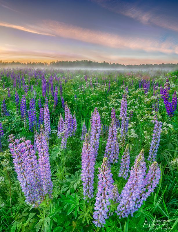 14mm, D7000, Flowers, Fog, Landscape, Lupine, Nikon, Samyang, Sunset Бескрайние поля люпинов фото превью