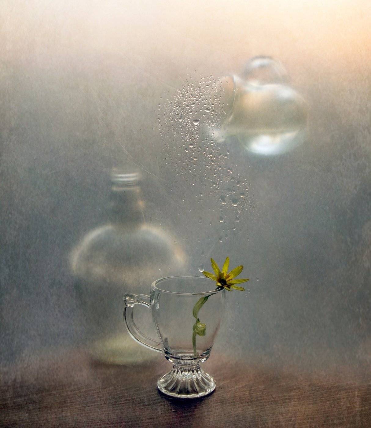 капли, цветок, бутылка, кувшин, полить, Елена