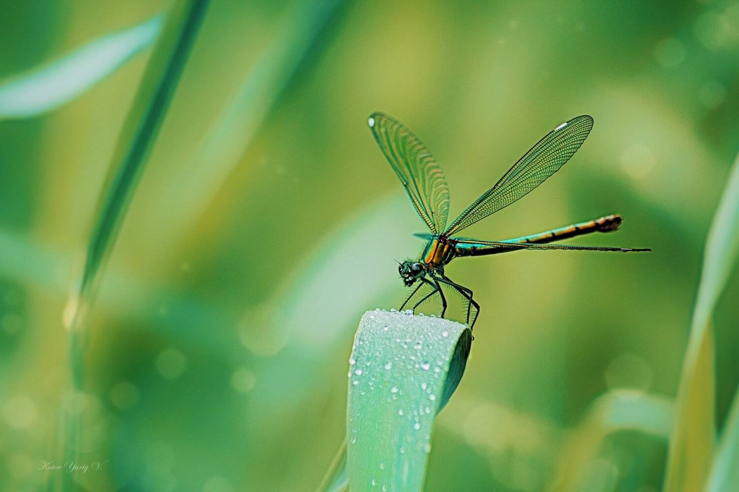 Камыш, Крылья, Стебель, Стрекоза, Трава, Юрий Котов