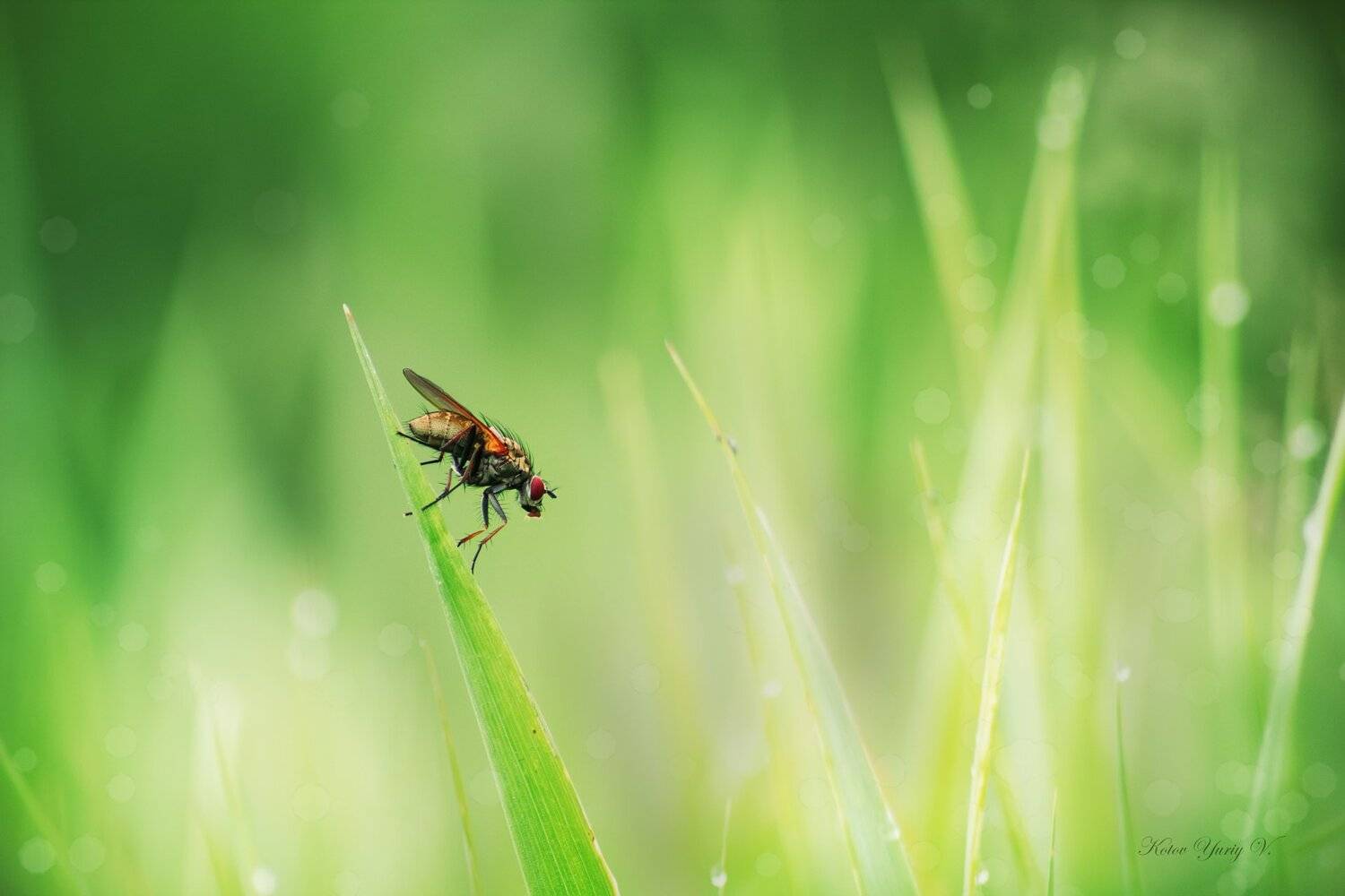 лучи, муха, солнце, трава, фон, Юрий Котов